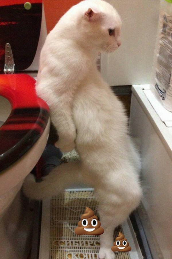 這組照片裡的每一隻貓都夠你笑十分鐘