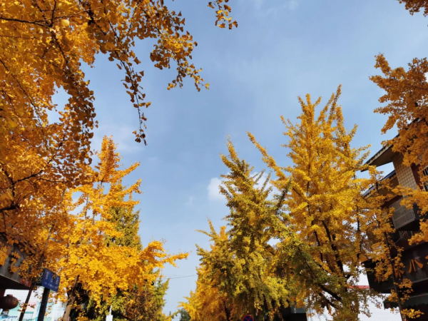 初冬暖陽下的軍屯,滿目皆絢爛 初冬暖陽下的軍屯,滿目皆絢爛