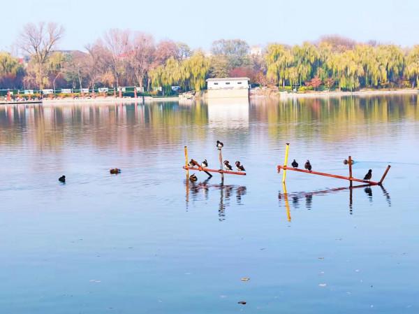 玉淵潭秋色秋韻,像莫奈筆下的畫 玉淵潭秋色秋韻,像莫奈筆下的畫