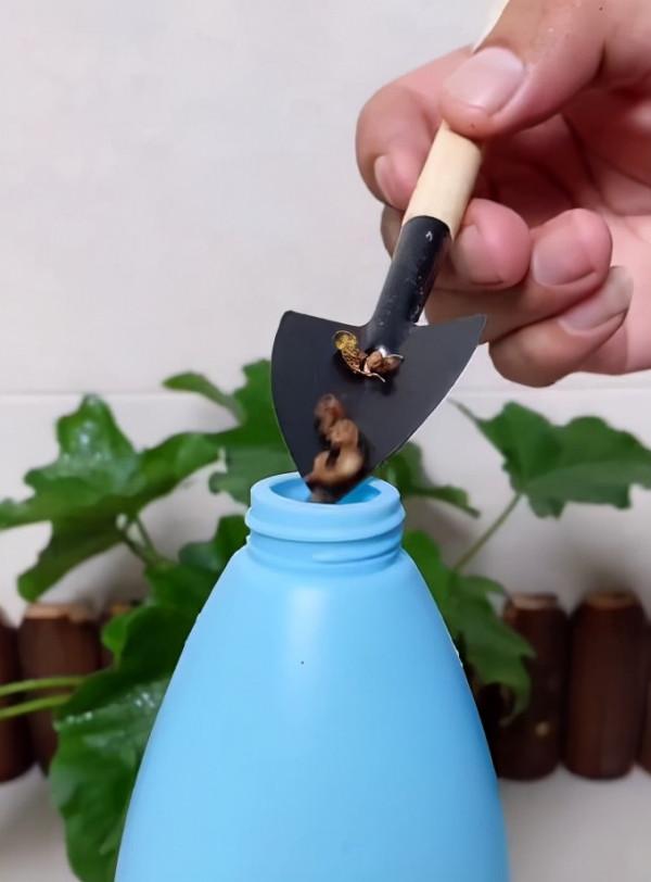 養花就怕招蟲子，教你幾招全滅掉