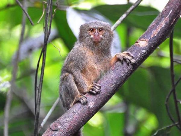 最小的靈長類能有多小？