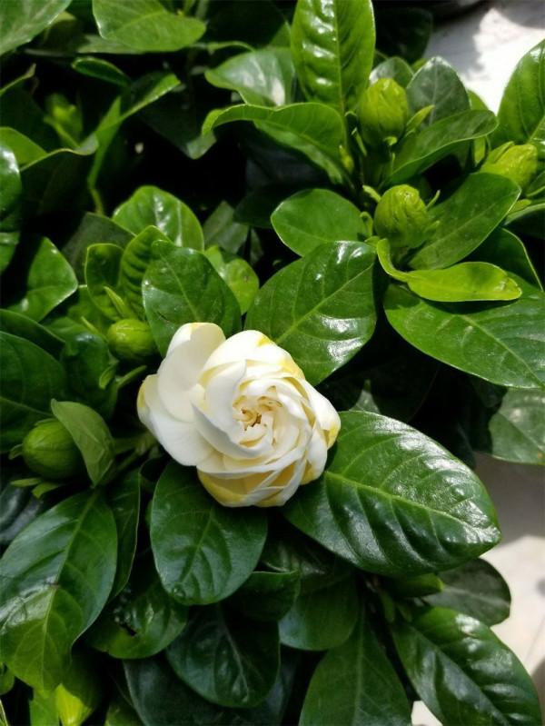 梔子花葉子發黃的原因和解決方法 梔子花葉子發黃的原因和解決方法