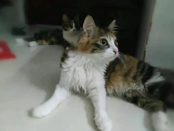 人生第一次被小貓咪成功“碰瓷”，是怎樣一種體驗？