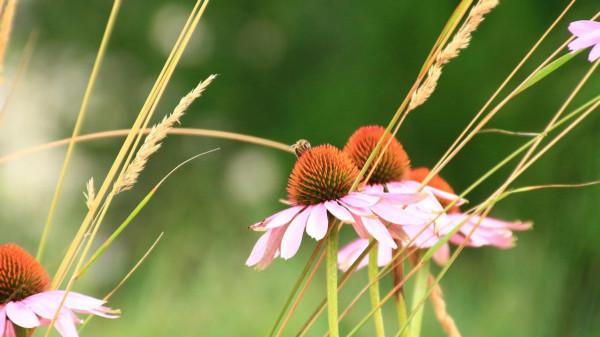 心理學:不要為了照顧老人而拖垮自己,這樣不值得 心理學:不要為了照顧老人而拖垮自己,這樣不值得