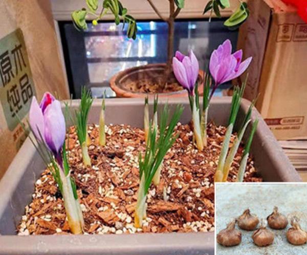 5種“女人花”,吃好又好聞,摘葉子花朵泡茶煲湯,養出嬌嫩容顏 5種“女人花”,吃好又好聞,摘葉子花朵泡茶煲湯,養出嬌嫩容顏