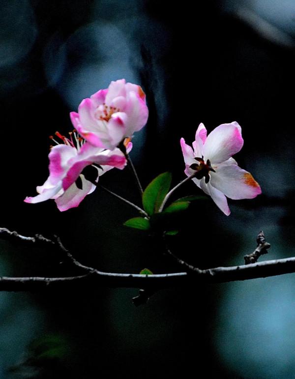 臘梅·白梅·紅梅：三梅齊放