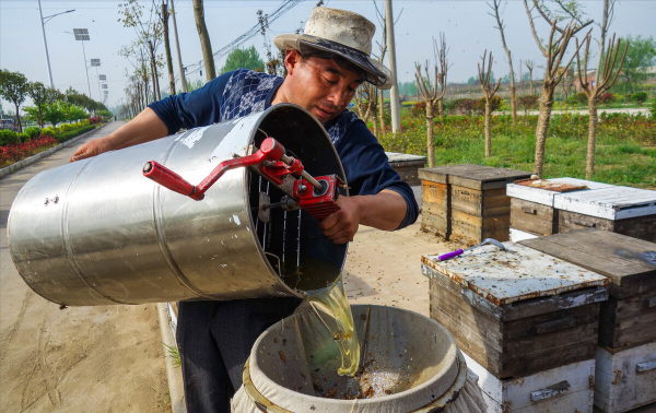 大叔養殖東北黑蜂，一年只需工作半個月，收穫超過一千五百萬元