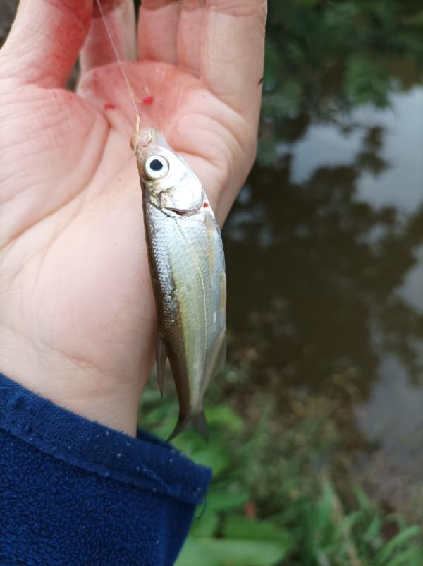 沒有大板鯽，結果被當做免費的供血泵