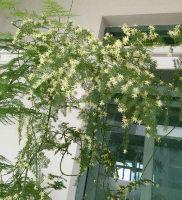 文竹養幾年都沒多大變化?那麼灌一點“液體液”,能養成大型盆栽 文竹養幾年都沒多大變化?那麼灌一點“液體液”,能養成大型盆栽