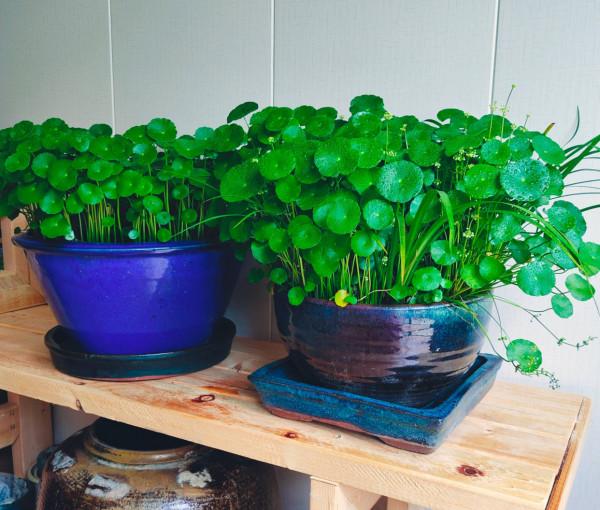 4種花很好養，&OpenCurlyDoubleQuote;有土有水&rdquo;就能長，葉子多花也多，又旺又漂亮