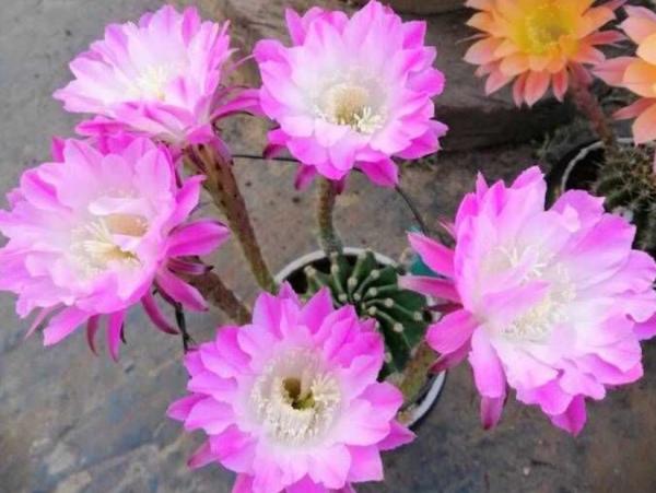 懶人養花選這3樣，很耐旱，盆栽省心好活，還能修身養性