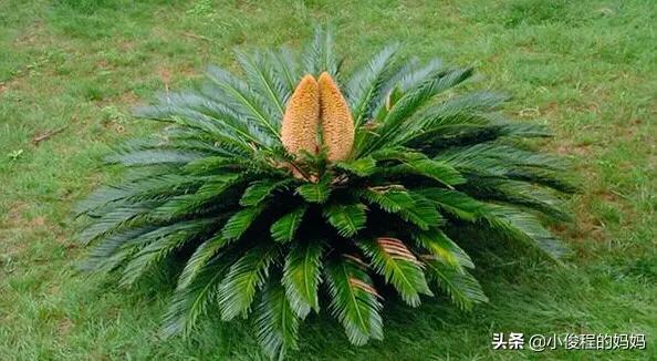 分享——鐵樹開花