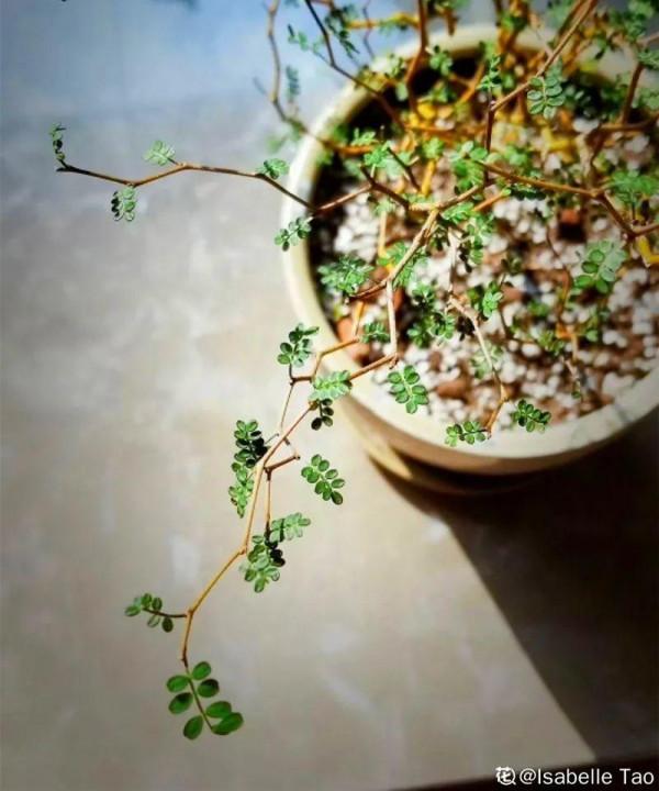 家裡別隻養綠蘿，15種精緻耐陰花，光照不好也能長很美