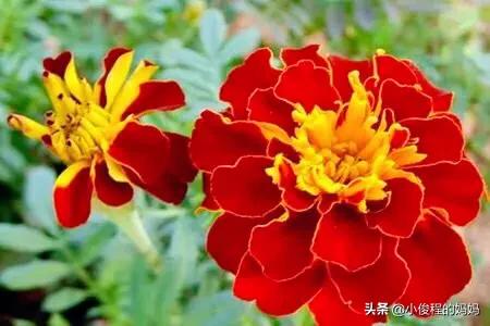 分享——孔雀草花