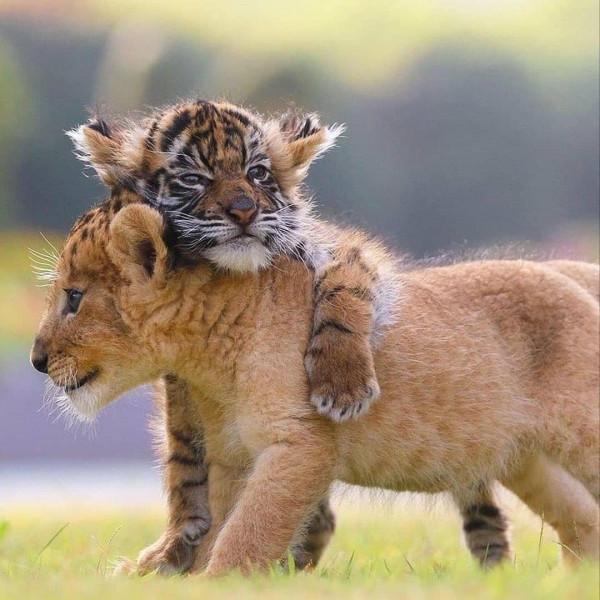 30張活久見的照片,兩棵大樹緊緊地抱在一起,阿里和泰森差距很大 30張活久見的照片,兩棵大樹緊緊地抱在一起,阿里和泰森差距很大