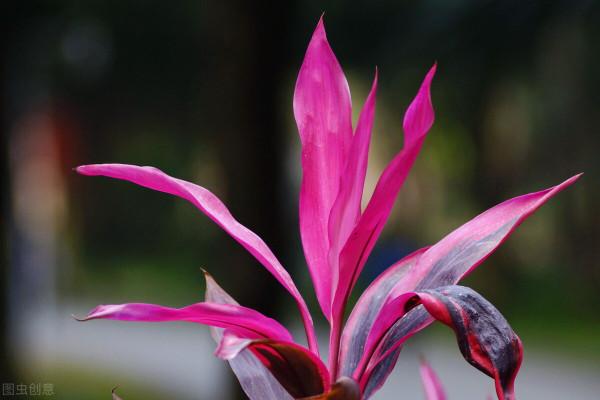 排名前五的耐澇花草,比發財樹好養,比金錢樹省心,愛了 排名前五的耐澇花草,比發財樹好養,比金錢樹省心,愛了