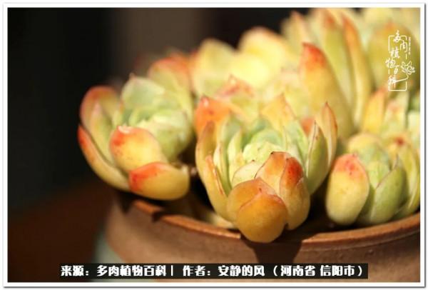 陽臺多肉黨的幸福生活 陽臺多肉黨的幸福生活