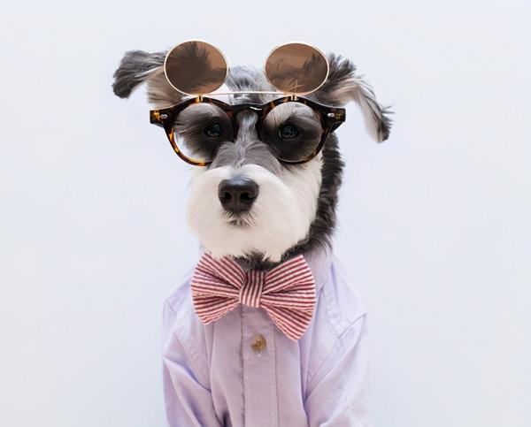 養公狗和養母狗的區別，看完才知道怎麼選擇