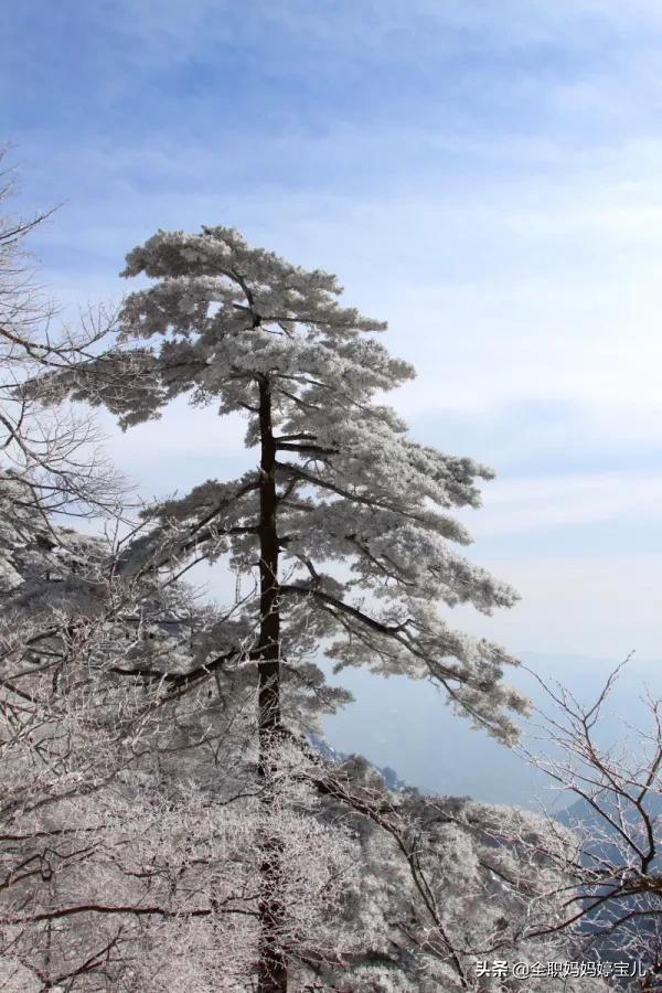分享——雪松美景