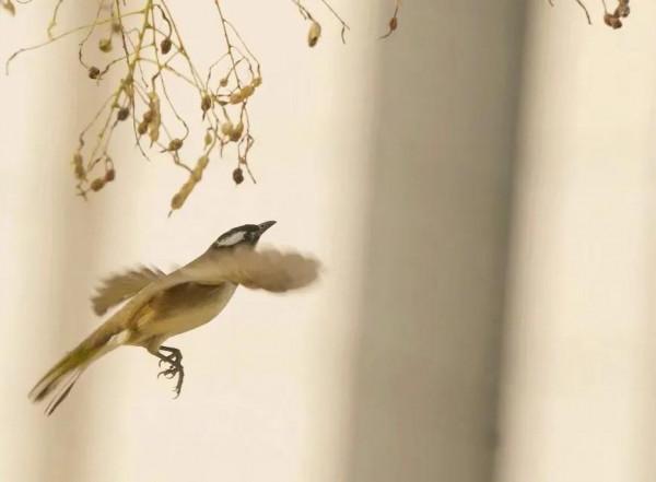 分享圖片——最美的鳥語花香集錦