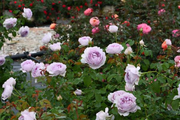才發現用露臺打造花園已經初具規模了,那叫一個漂亮,給大家瞧瞧 才發現用露臺打造花園已經初具規模了,那叫一個漂亮,給大家瞧瞧