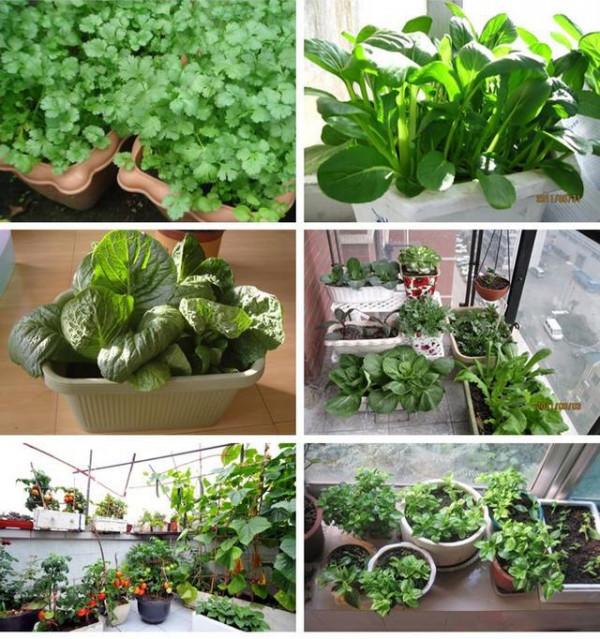 冬天種蔬菜首先這“8種”，不怕冷長得快，吃了一茬又一茬