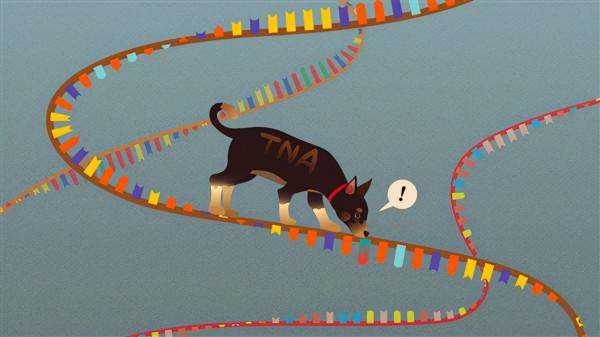 識別RNA單位點突變,TNA做到了 識別RNA單位點突變,TNA做到了