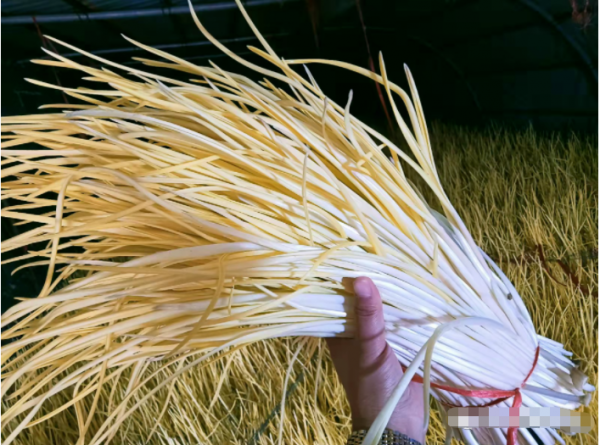 每畝淨賺2+3萬元！神山鎮種植蒜黃有“錢”途一起奔向致富路