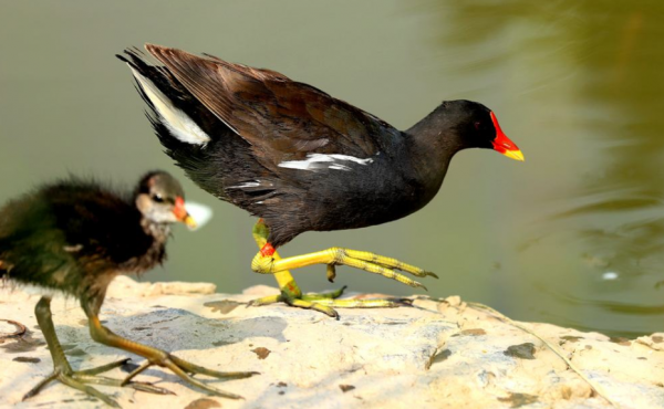 腳趾特別長的兩種動物，它們還挺有特點的，說不定你還見到過