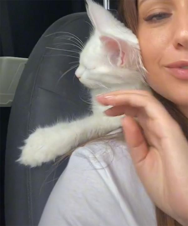 俄羅斯貓咪不到2歲體重卻有24斤，還會繼續長！真&quot&semi;溫柔巨人&quot&semi;