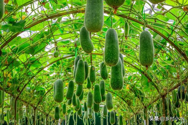 教你配製“萬能肥”，一畝成本只需幾塊錢，蔬菜產量高、病蟲害少