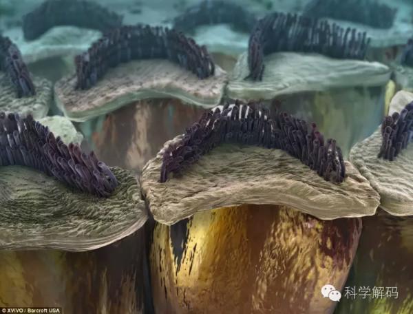 高畫質酷圖:放大1000萬倍的人體內微觀世界 高畫質酷圖:放大1000萬倍的人體內微觀世界