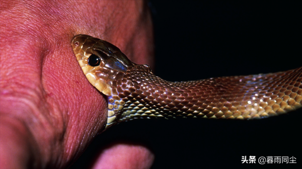 野外如何避免被蛇咬傷，揹包客都應該知道如何處理蛇咬傷的常識