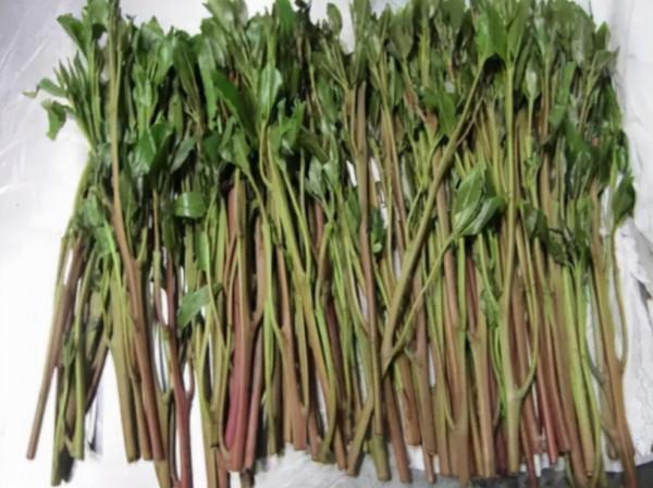 索馬利亞蘭：現金多到直接按斤買賣，但為何在世界不被人知曉？