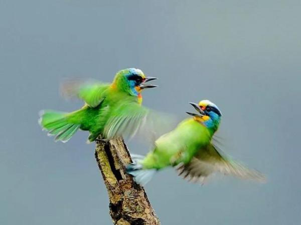 分享&mdash;&mdash;天生麗質的鳥兒