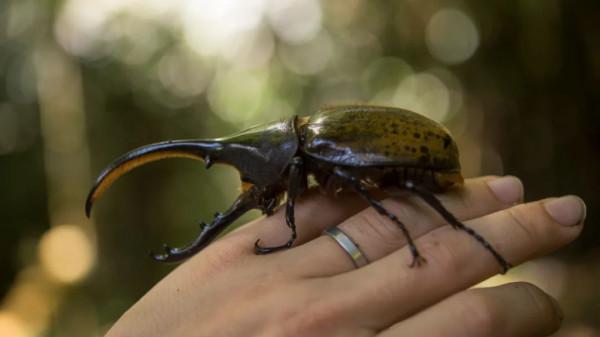 7歲孩子立志要研究"昆蟲",家長怎樣引導? 7歲孩子立志要研究"昆蟲",家長怎樣引導?