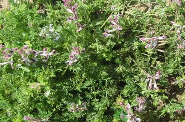 這種野草叫“小雞菜”，以前人們採它來喝雞，卻忽略它的藥用價值