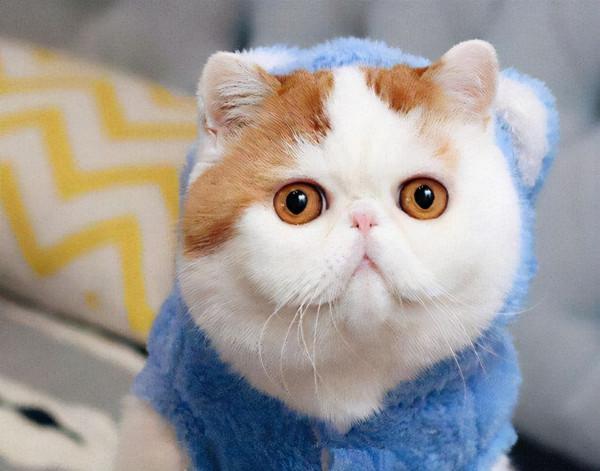 這5種貓咪，如果不幸流浪，將很難在外面存活