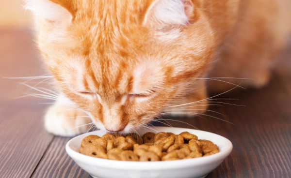 “品種貓”和“土貓”之間,二者到底有什麼區別? “品種貓”和“土貓”之間,二者到底有什麼區別?