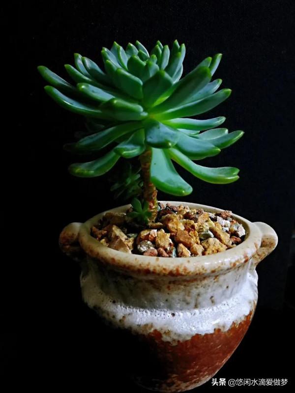 這些年魂斷我手的多肉們