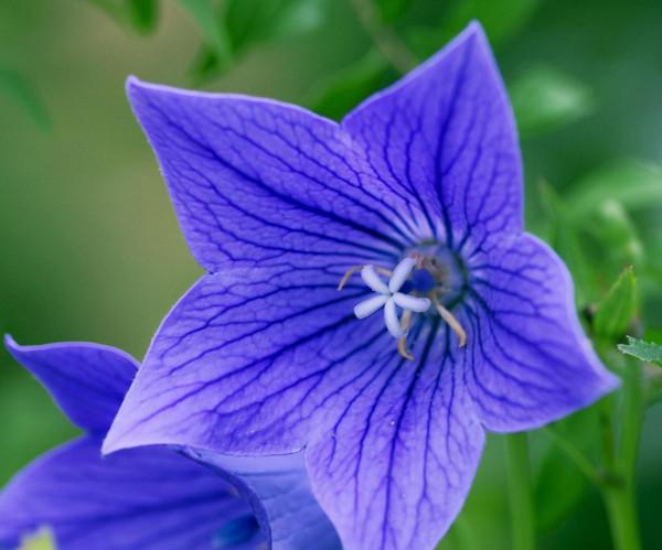 100種常見花卉的播種栽培大全,送給愛養花的你 100種常見花卉的播種栽培大全,送給愛養花的你