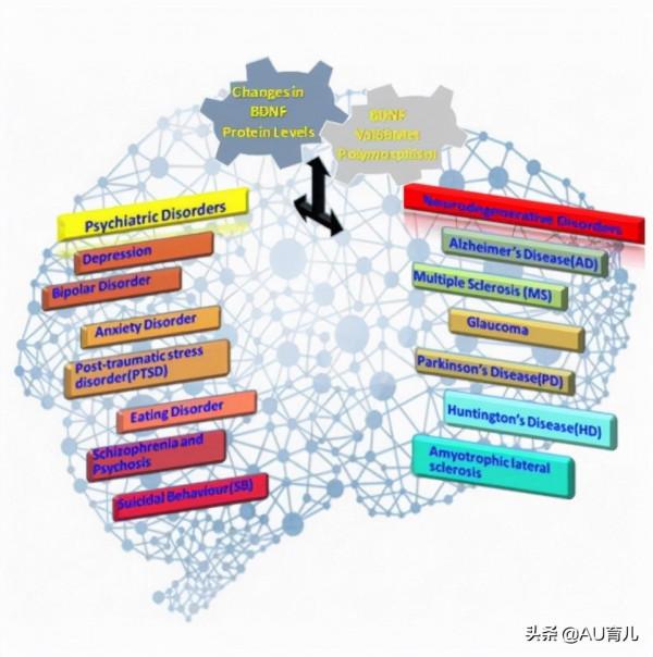 在營養學上，有哪些物質能促進大腦發育、增進智力？