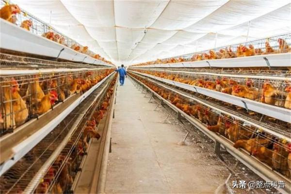 我國每年消費200多億隻雞爪，市場源源不斷的雞爪是從哪裡來的？