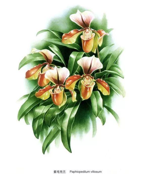 中國動植物畫第一人，曾孝濂極品工筆畫