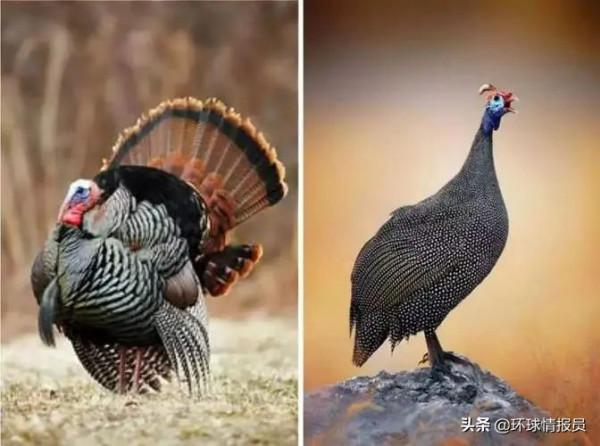 再見&OpenCurlyDoubleQuote;土雞&rdquo;！土耳其，為什麼想把英文名從Turkey改為Turkiye？