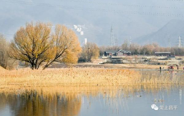 邂逅冬日浪漫！北京昌平這裡蘆葦成片，美得讓人心醉