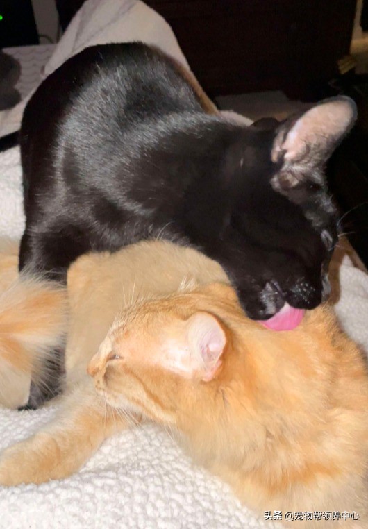 貓朋友要被鄰居送進收容所震驚了網友,她這樣霸氣回應 貓朋友要被鄰居送進收容所震驚了網友,她這樣霸氣回應