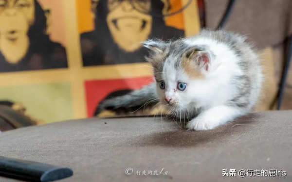 女生SOLO雨崩村：據說只有萬分之一的人見過這樣的雨崩