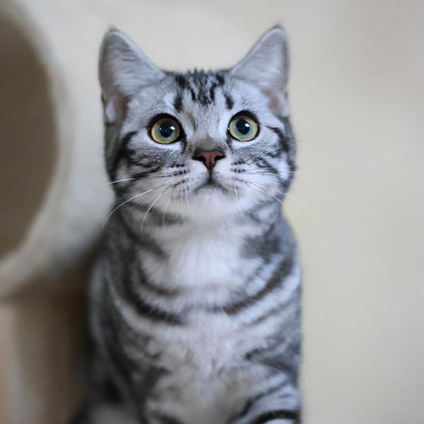 這些帶有“靈性”的貓咪,把主人當成自己的恩人 這些帶有“靈性”的貓咪,把主人當成自己的恩人