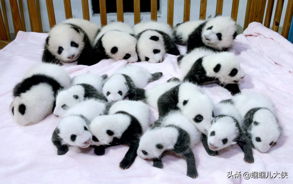 27種動物照片大集合,出生不久的小刺蝟長成這樣,大自然真神奇 27種動物照片大集合,出生不久的小刺蝟長成這樣,大自然真神奇